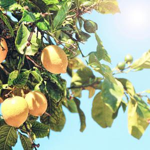 日本三级无码中文字幕
